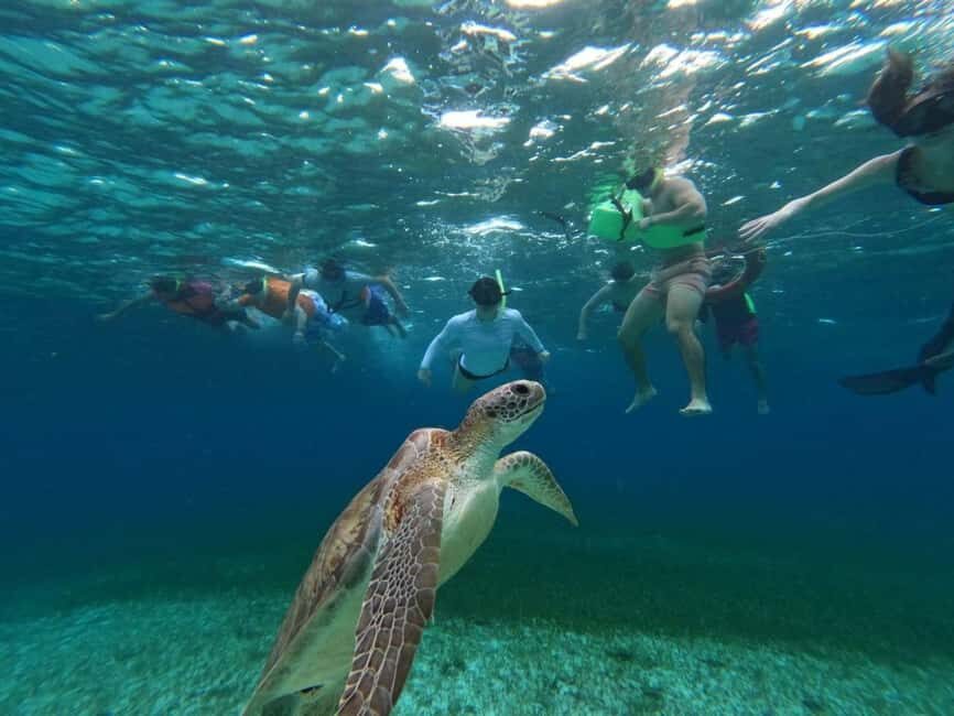 Cozumel, El Cielo: 4-Hour Shared Snorkeling Tour - Key Points That Matter