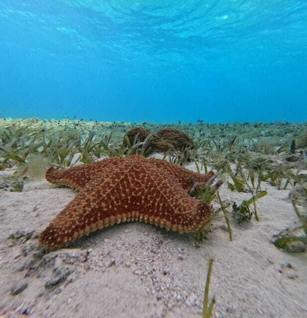Cozumel, El Cielo: 4-Hour Shared Snorkeling Tour - Who Should Book This Tour, and Who Should Skip It