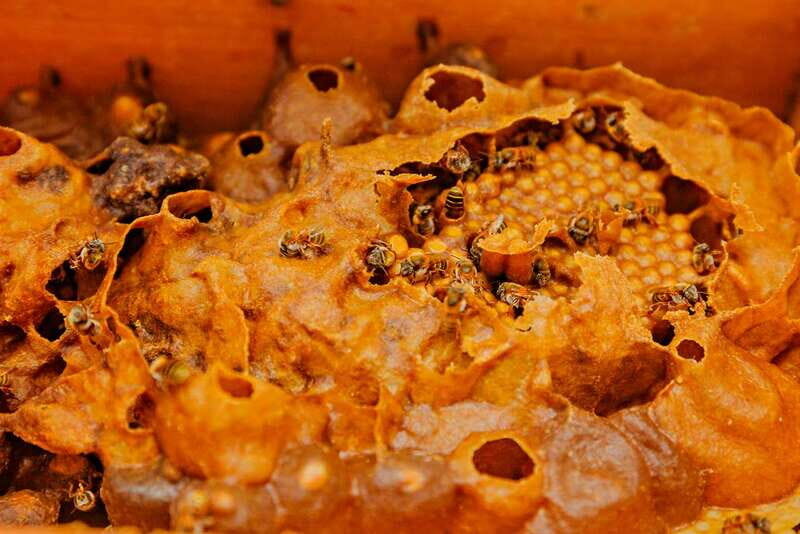 Cozumel: General Entrance to Mayan Bee Sanctuary - The honey tasting and what you can actually buy after