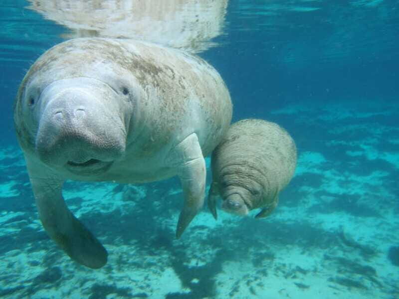 Cozumel: Manatee Encounter, Chankanaab Admission and Buffet - Who This Experience Suits Best (and Who Should Skip It)
