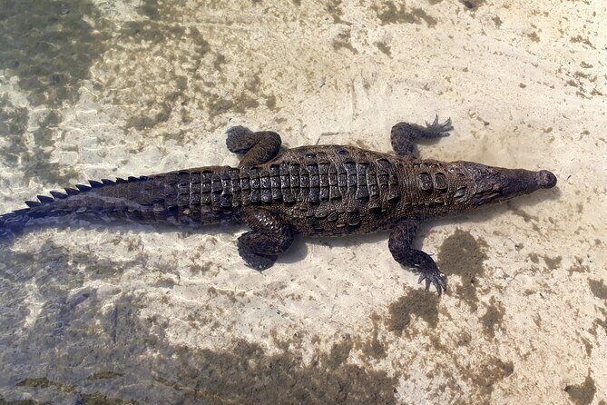 Cozumel National Park and Beach Break: Private Tour - Playa Chen Rio: wild coastline, rock formations, and breeze time