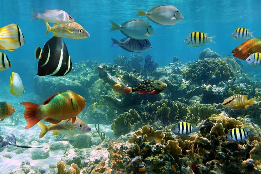 Cozumel: Palancar, Columbia and Cielo Reefs Snorkeling Tour - Key highlights to know before you book