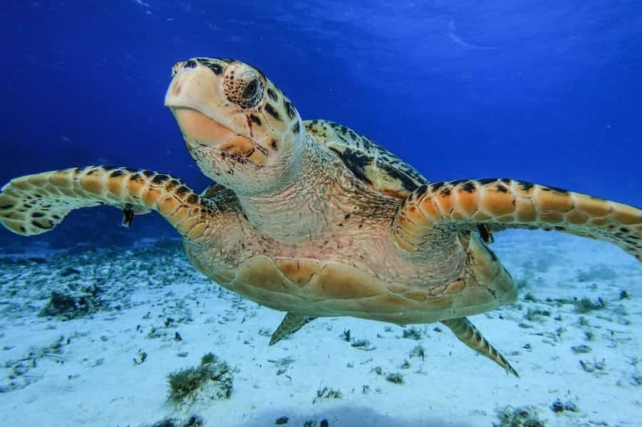 Cozumel: Palancar, Columbia and Cielo Reefs Snorkeling Tour - Gear, Crew, and Timing: What to Watch