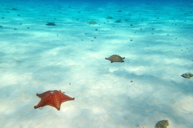 Cozumel Private 4-hour Boat Tour to El Cielo with Snorkeling - Playa El Cielo: starfish sand flats and stingray circles