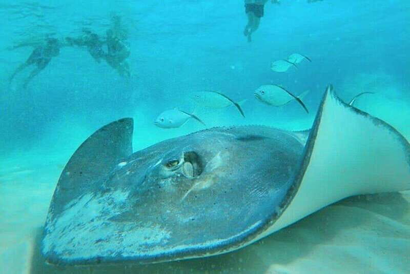 Cozumel: Private Snorkel Tour El Cielo + 3 Reefs Food Drinks - Palancar reef: first snorkel stop built for coral and fish time