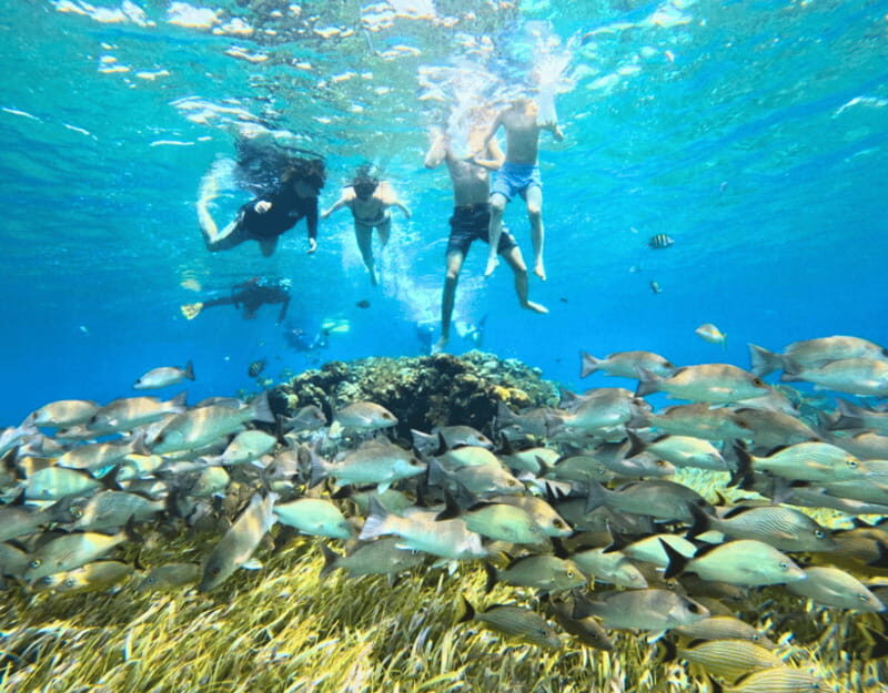 Cozumel: Private Snorkel Tour El Cielo + 3 Reefs Food Drinks - Fresh ceviche, guacamole, fruit, plus cold drinks on board