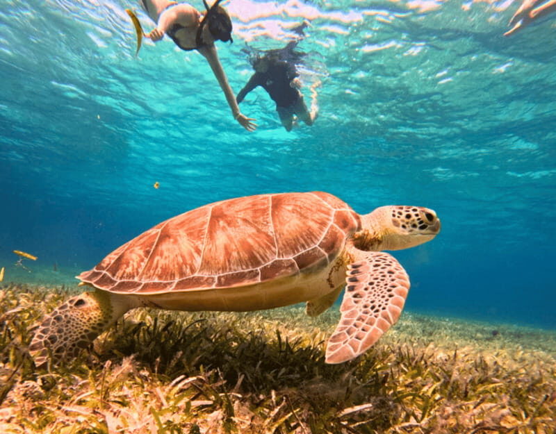 Cozumel: Private Snorkel Tour El Cielo + 3 Reefs Food Drinks - Snorkel gear, safety briefing, and what you should pack