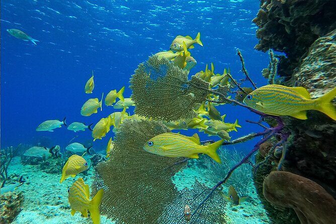 Cozumel Private Yacht and Snorkel with Lunch and Open Bar Onboard - Price and value: $2,720 per group isn’t small