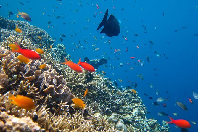 Cozumel Reef Snorkeling Tour - A Speedboat Day Built for Reef-Hopping