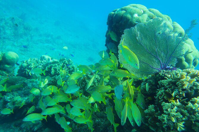 Cozumel Reef Snorkeling Tour - Wildlife Expectations: Good Chances, Not Guarantees