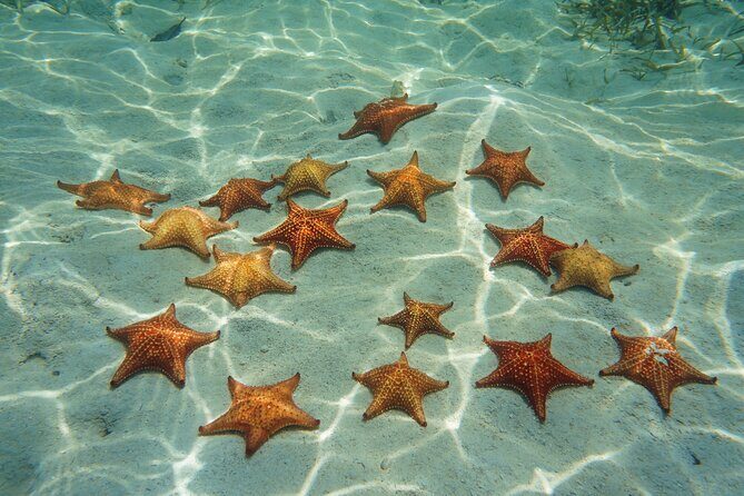 Cozumel Reef Snorkeling Tour - When Wind Changes the Plan (And How to Handle It)