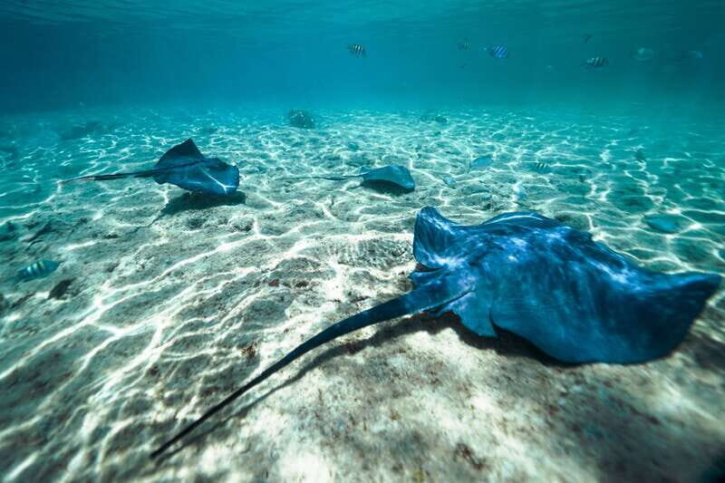 Cozumel: Snorkel and Swim with Stingrays - Key highlights to look forward to