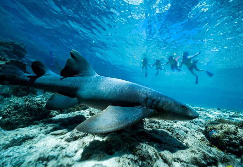 Cozumel: Snorkel and Swim with Stingrays - Beach club time: photos, souvenirs, and animal sightings between swims
