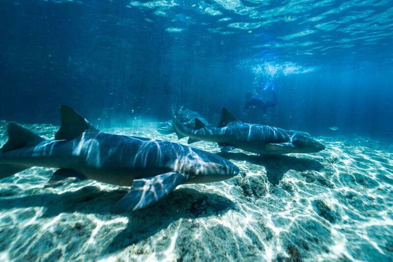 Cozumel: Snorkel and Swim with Stingrays - Gear, rules, and that safety briefing you’ll actually want