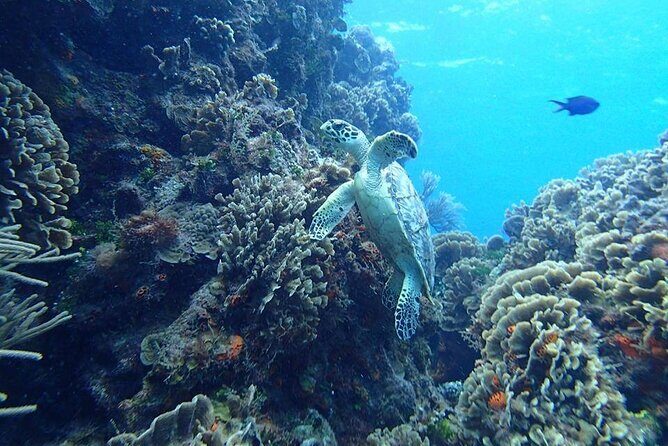 Cozumel Snorkel at El Cielo & 2 Reefs! Transportation from Tulum - Snorkeling at El Cielo: why the shallow water is the point