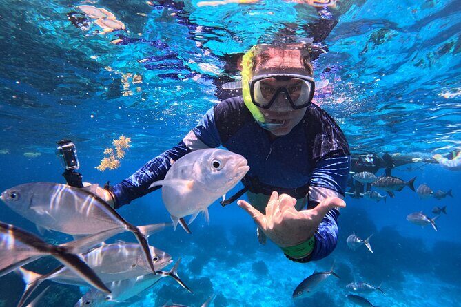 Cozumel Snorkeling Reef Experience with Ceviche and Beers - Key highlights to know before you book