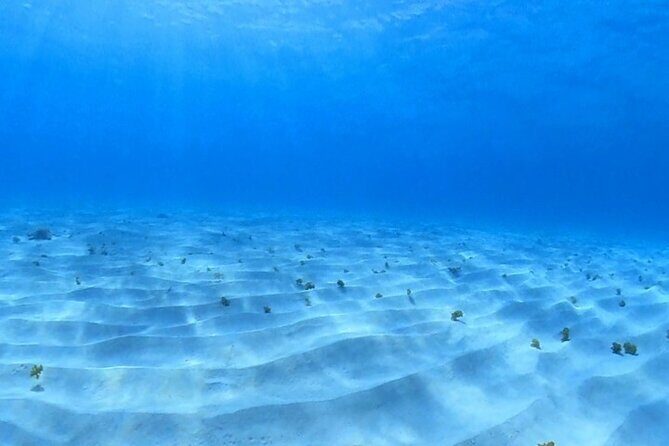 Cozumel Snorkeling Reef Experience with Ceviche and Beers - The ceviche and beer moment: simple, local, and timed well