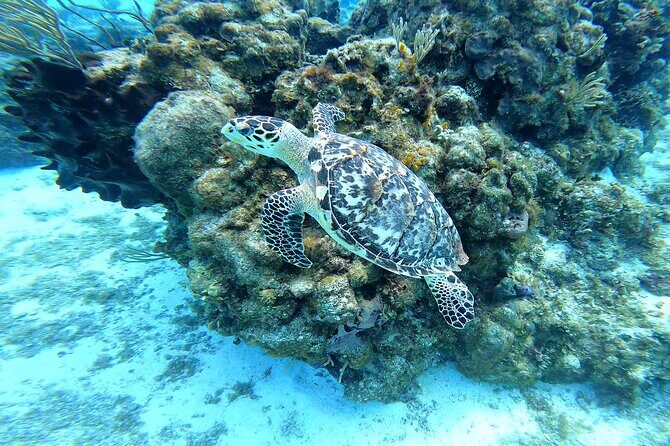 Cozumel Snorkeling Reef Experience with Ceviche and Beers - Sun protection: the one rule that can catch people off guard