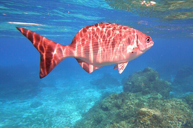 Cozumel Snorkeling Reef Experience with Ceviche and Beers - Timing and “getting through the day” without stress