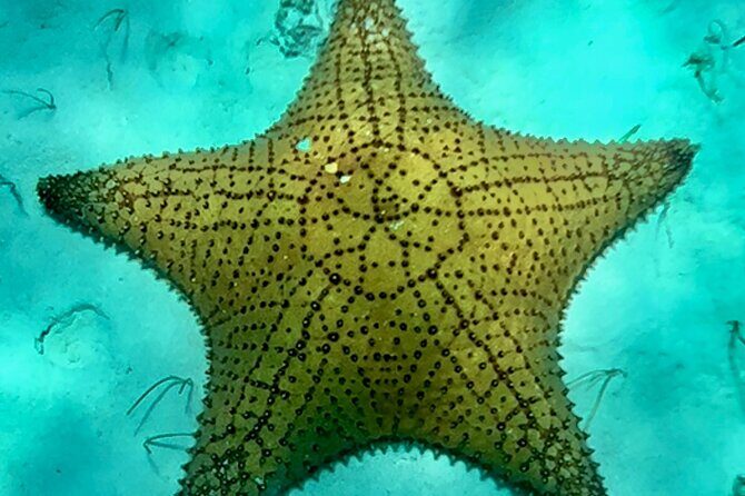 Cozumel Snorkeling Reef Experience with Ceviche and Beers - Your reef route: Columbia Reef, Palancar Reef, and El Cielo’s starfish magic