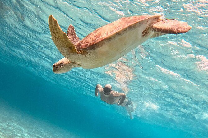 Cozumel: Snorkeling to El Cielo & Cielito with drinks & Snack - Key points before you go