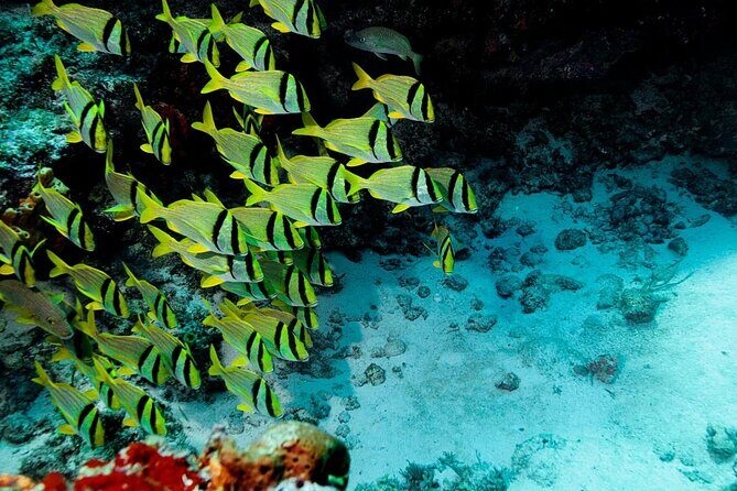 Cozumel Snorkeling Tour from Playa del Carmen - Ferry ride + reef time: the best parts