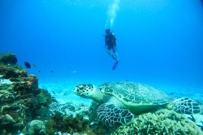 Cozumel Snorkeling Tour: Palancar, Columbia and El Cielo Reefs - El Cielo and El Cielito: starfish sandbar heaven (and a gentler finish)