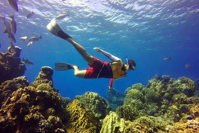Cozumel Snorkeling Tour: Palancar, Columbia and El Cielo Reefs - Price and port fees: the real cost of a $29 snorkel