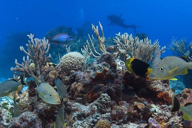 Cozumel Snorkeling Tour: Palancar, Columbia and El Cielo Reefs - Who this snorkeling trip is best for