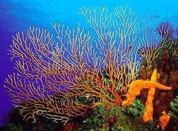 Cozumel Snorkeling Tour to Palancar Reef and El Cielo - Key Things You’ll Notice on This Snorkeling Tour