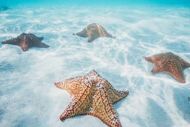 Cozumel Snorkeling Tour to Palancar Reef and El Cielo - Price and Logistics: Meeting at Snorkel in the Sky