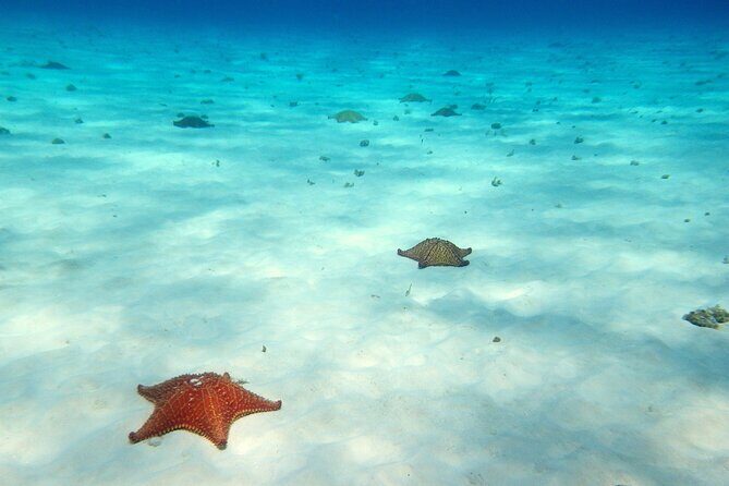 Cozumel Snorkeling Tour to Palancar Reef and El Cielo - Guides, Language, and Safety: How to Read the Day Quickly