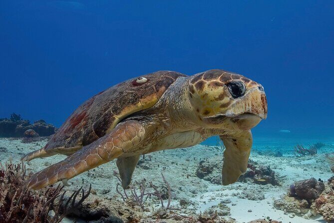 Cozumel underwater 2 Tank Dive by boat - Two Tanks, Two Reefs: Palancar Tunnels and a Shallow-Water Wildlife Hunt