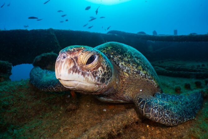 Cozumel underwater 2 Tank Dive by boat - Who Should Book This (and Who Should Ask More Questions)