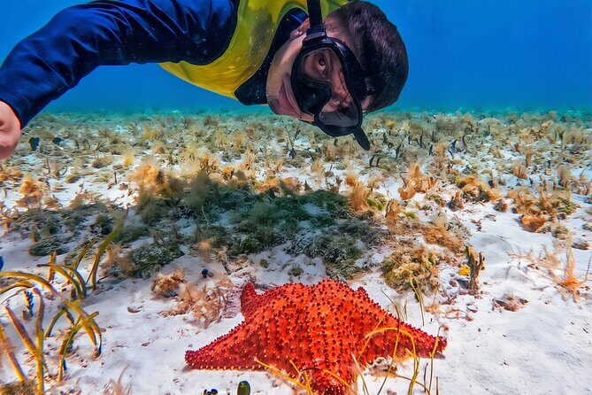 Cozumel's Reefs in El Cielo, Palancar and Columbia Guided Tour - Key highlights to know before you go