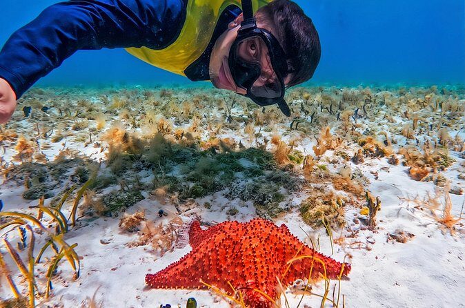 Cozumel's Reefs in El Cielo, Palancar and Columbia Guided Tour - El Cielo starfish sandbank and El Cielito’s shallow manta-ray moment