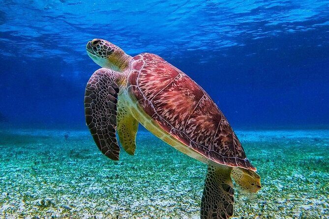 Cozumel's Reefs in El Cielo, Palancar and Columbia Guided Tour - Guides, language, and the reality of local operations