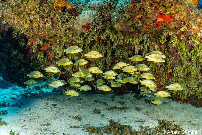 Discover Scuba Diving at Cozumel Marine Park - Gear, Lunch, and Small Comfort Wins That Matter