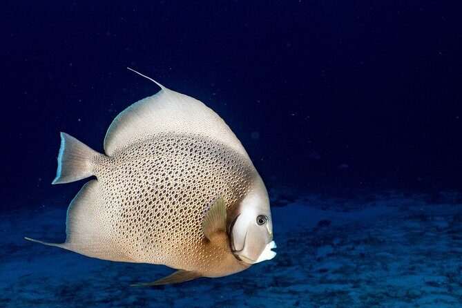 Discover Scuba Diving at Cozumel Marine Park - Price and Value: What $160 Buys You in Cozumel