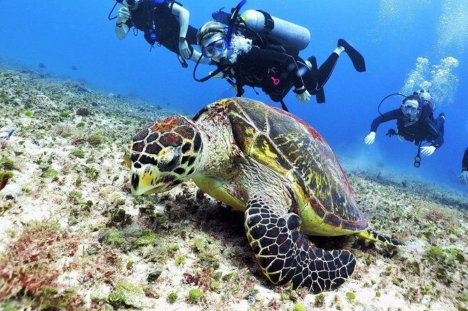 Discover Scuba Diving Course in Playa del Carmen with Two Coral Reef Dives - Gear, Buoyancy, and the Ear Pressure Reality Check
