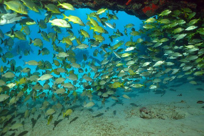 Discover Scuba Diving Course in Playa del Carmen with Two Coral Reef Dives - Who This Is For (and Who Should Rethink It)