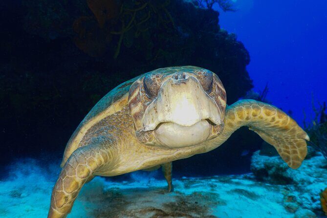 Discover Scuba Diving in Cozumel - Cozumel and a beginner setup that makes sense