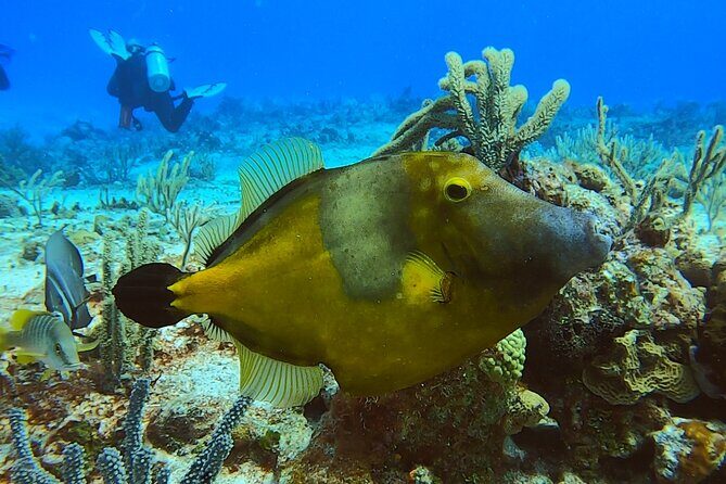 Discover Scuba Diving in Cozumel - Shore entry and the realistic comfort checklist