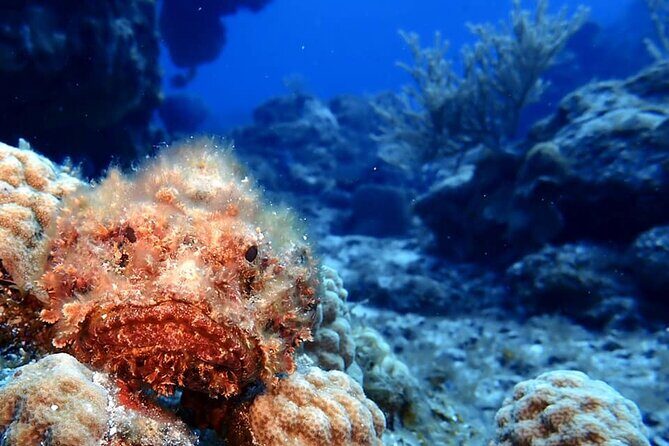 Discover Scuba Diving in Cozumel - Small group lessons: why max 4 travelers changes everything