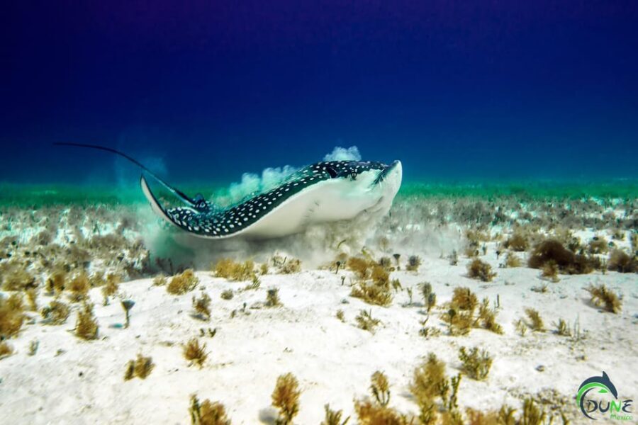 Discover Scuba Diving in Playa del Carmen - 2 dives - Safety and who should skip (seriously)