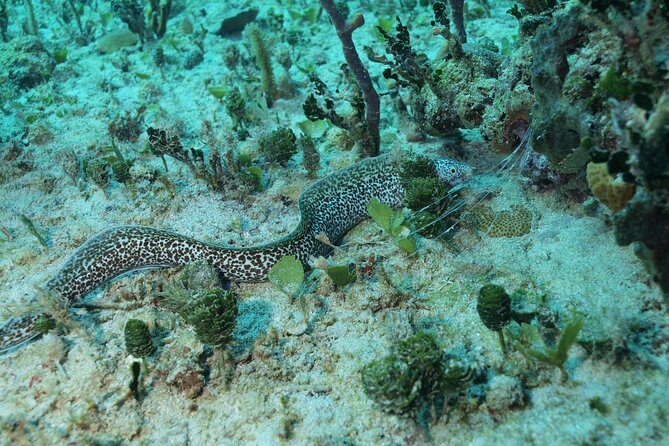 Discover Scuba Diving PADI in Playa del Carmen including underwater video - Getting Oriented at the Diversland Training Base