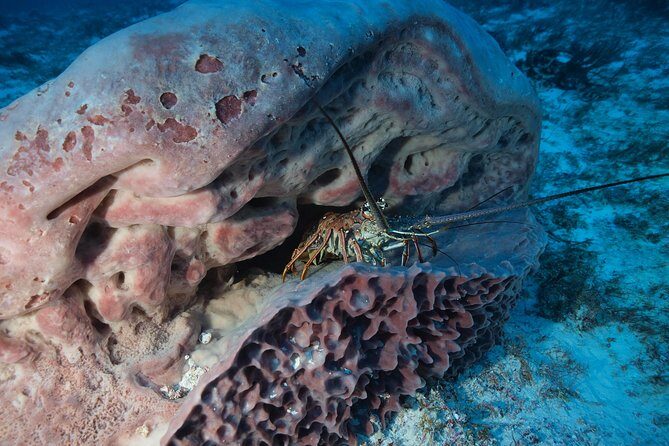 Discover Scuba Diving PADI in Playa del Carmen including underwater video - Two Underwater Sessions in the Ocean: What You Can Hope to See