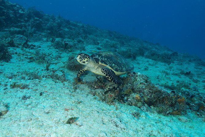 Discover Scuba Diving PADI in Playa del Carmen including underwater video - Coaching Names You’ll Remember: Art and Mario