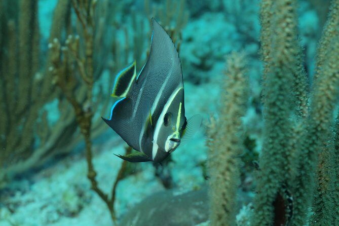 Discover Scuba Diving PADI in Playa del Carmen including underwater video - Transport and Timing: The Value of an 8:00 Start