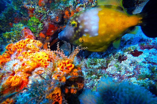 Discover Scuba Diving PADI in Playa del Carmen including underwater video - Price and Value: Is $200 Worth It?